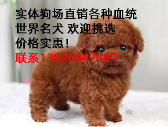 博美犬怎么样?怎么挑选和看这种狗狗纯不纯