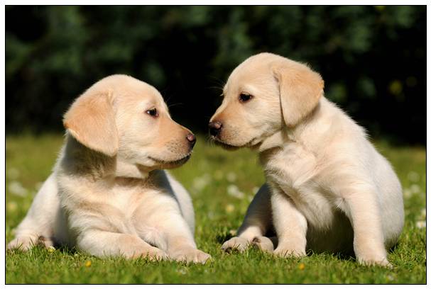 2只贵宾犬走丢 竟自己走到警局报案