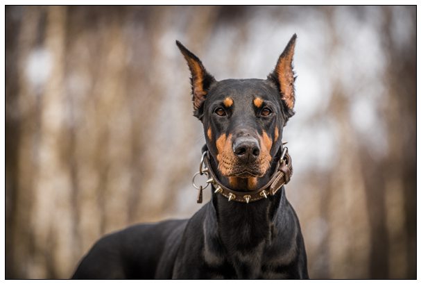 警犬也是强迫思维?出任务时专挑路面白线走 宠物好听的名字