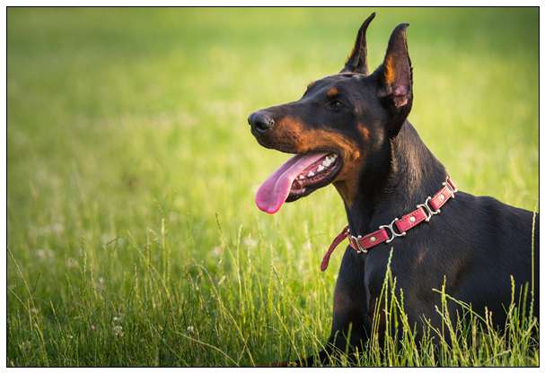夏天我的爱犬不愿遛弯了是太热了还是潜在疾病? 萨摩犬舍