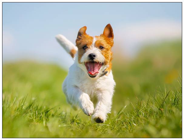 关于戈登塞特犬的资料介绍1