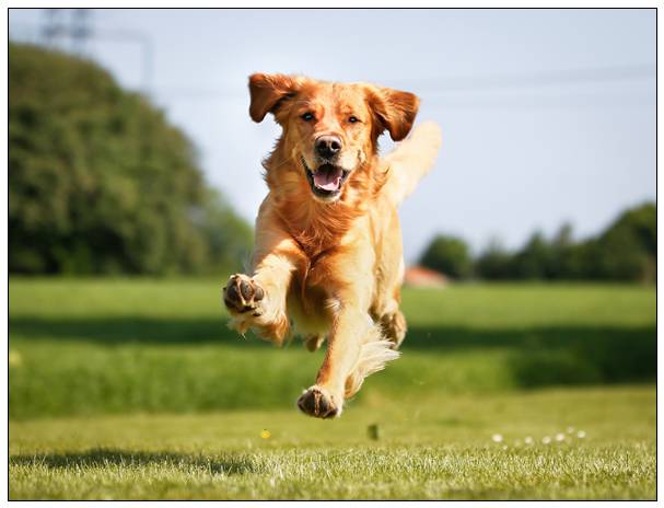 贝灵顿梗犬的美容技巧 贵妇犬图片