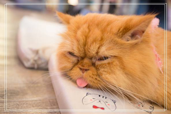 宠物领养中心 猫真菌感染