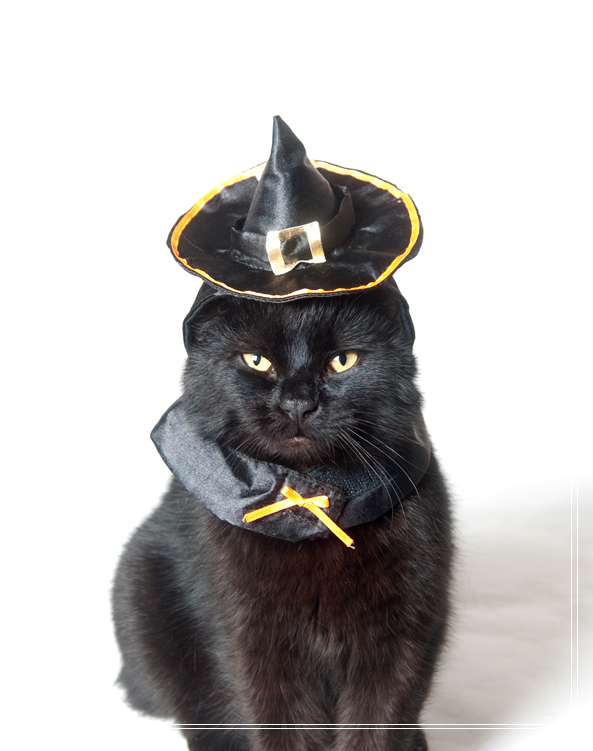 宠物上飞机 猫真菌感染