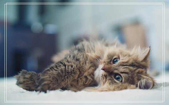 顺丰可以托运宠物吗 天津宠物美容