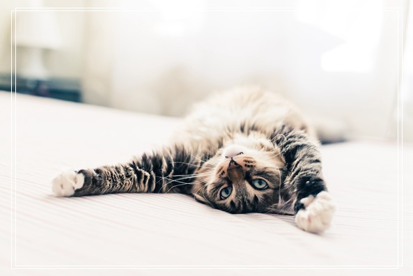 顺丰可以托运宠物吗 巴曼猫