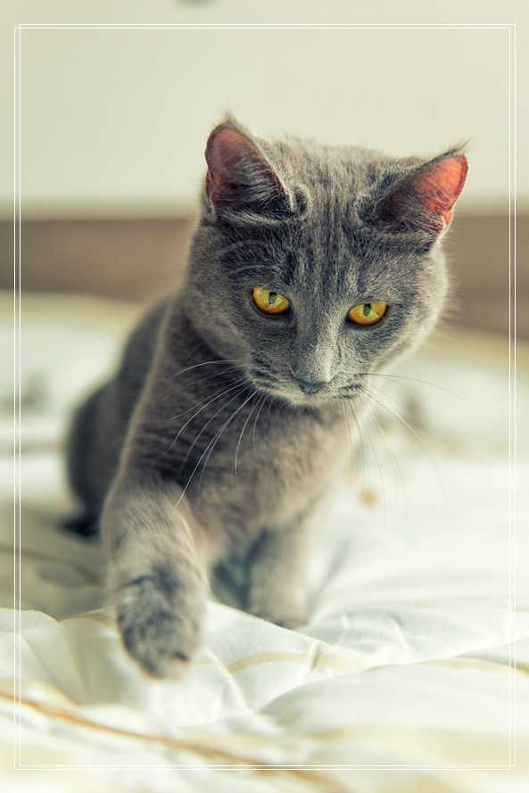 猫咪清洁中容易被忽略的细节 蓝猫优缺点