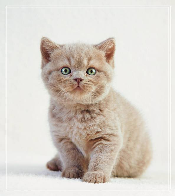 细数猫咪不为人知的另一面