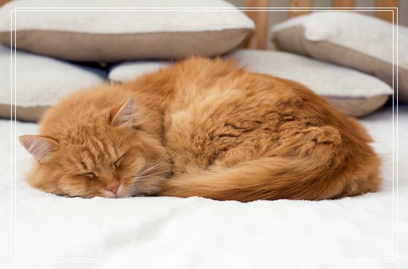 俄罗斯蓝猫猫咪知多少