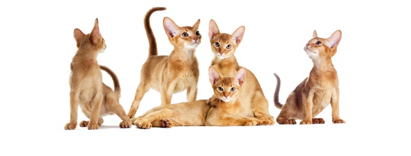 猫咪耳后大量脱毛怎么办? 豹猫属