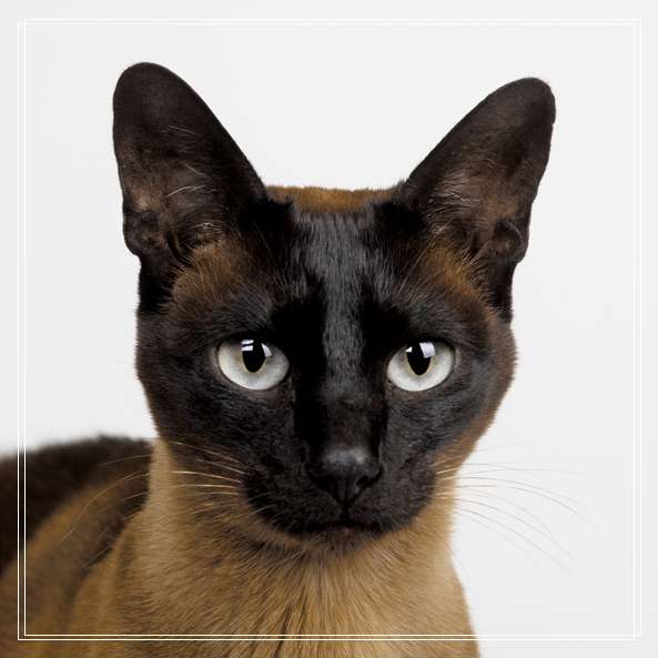 可爱的猫咪知识大全