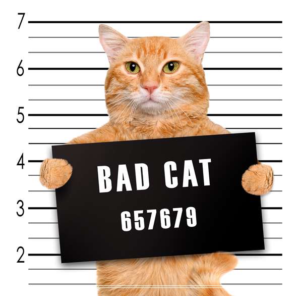 猫咪怀孕期间可以洗澡吗 蓝猫优缺点