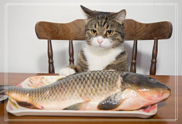 孟加拉豹猫有什么特点?孟加拉豹猫好养吗