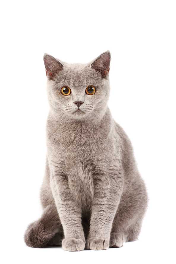 宠物猫咪幼崽饲养问题全解析