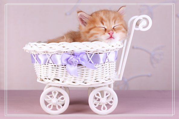 猫眼晚上会发亮的秘密 三花猫的优缺点