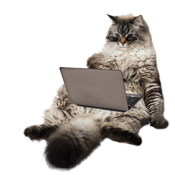 为什么要给猫咪修剪脚毛? 无猫毛多少钱一只