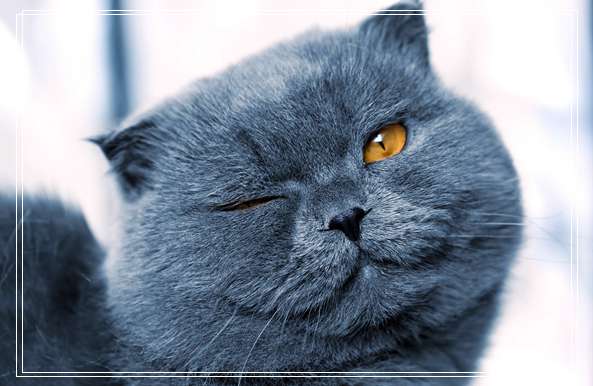 埃及猫的传说,埃及猫价格多少钱?