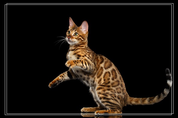 可爱的猫咪知识大全