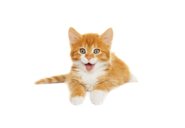 小猫体重与年龄的关系 ,3个月猫咪标准体重