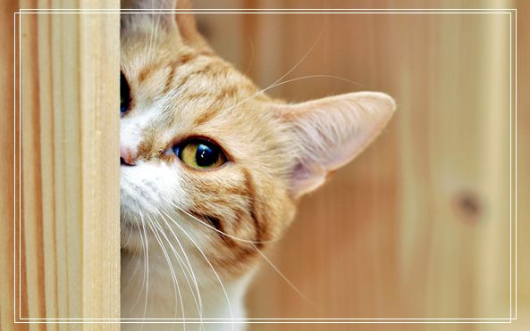 猫粮选择要适合猫咪的口味 小猫不吃猫粮?