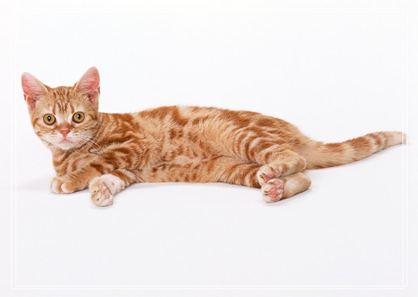 没长牙的猫咪怎么喂食?