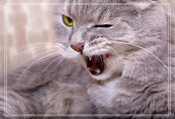 给流浪猫猫咪一个家,把它当宠物