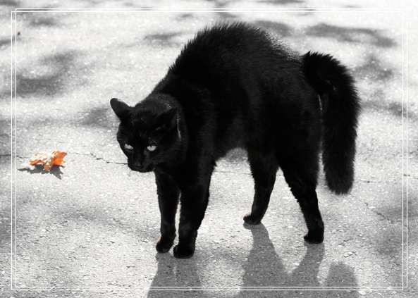 虎斑猫日常护理要注意什么?虎斑猫洗澡和日常「组图」清洁方法