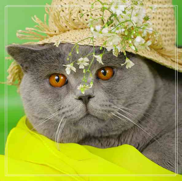 猫粮更换时要注意什么?要经常换吗