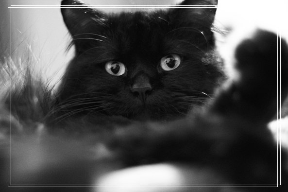 怎样照顾孤儿猫 天生小猫怎么照顾