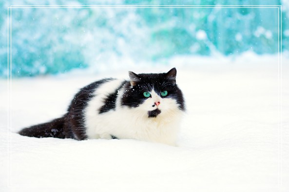 刚出生的猫咪怎么护理 小猫出生后
