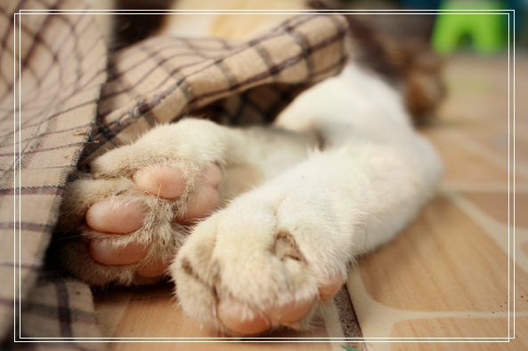 幼猫怎么排便 减肥猫