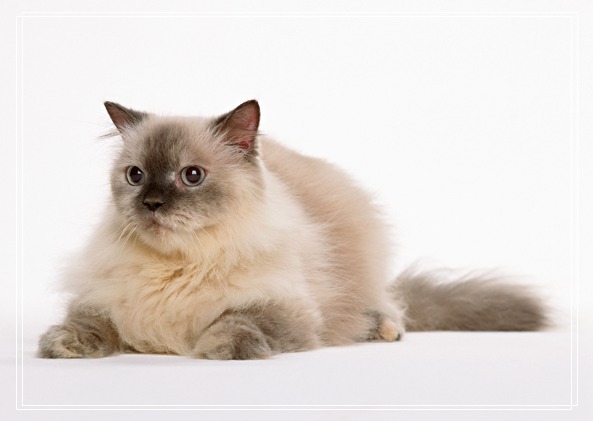 喵星人攻略之日常护理 踩到猫