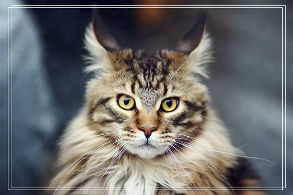 母猫食亲仔猫的原因之如何照顾小猫 母猫不照顾小猫
