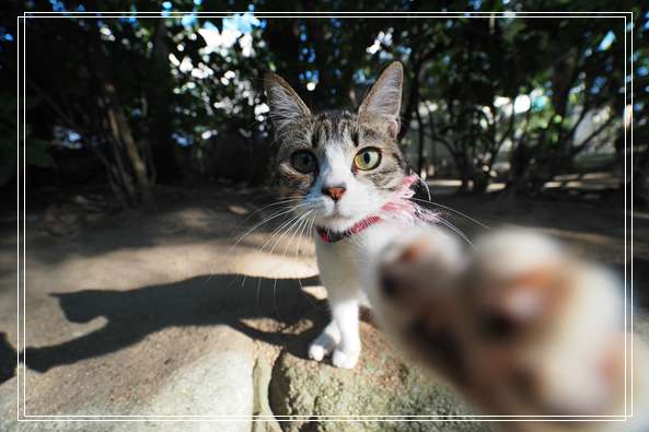 断奶猫咪如何喂食 猫怎么喂食