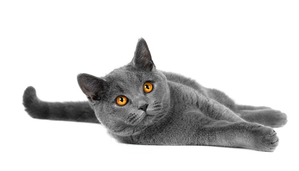 阿比西尼亚猫的性格特点二