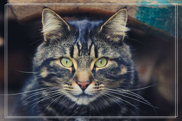 爱猫情侣想收养第三只猫 意外被一只橘喵吉拉吸引
