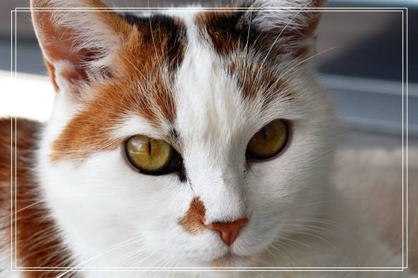 猫咪都是有洁癖的 所以告诫各位铲屎官猫窝一定要干净 赣州宠物网站