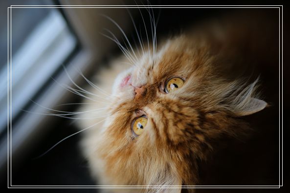 猫咪游乐园主题餐厅 成为未来流浪喵们的庇护所 抚州宠物网站