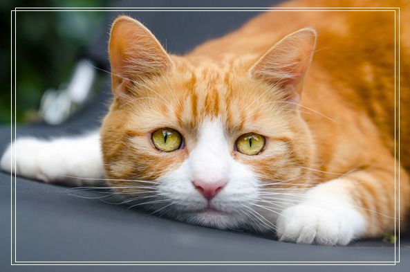 你真的会挑猫粮吗?教你选国产放心的猫粮品牌 东营宠物网站
