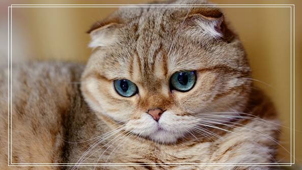 猫砂盆一个够!干净比数量更重要 铲屎官们要记住了 临沂宠物网站大全