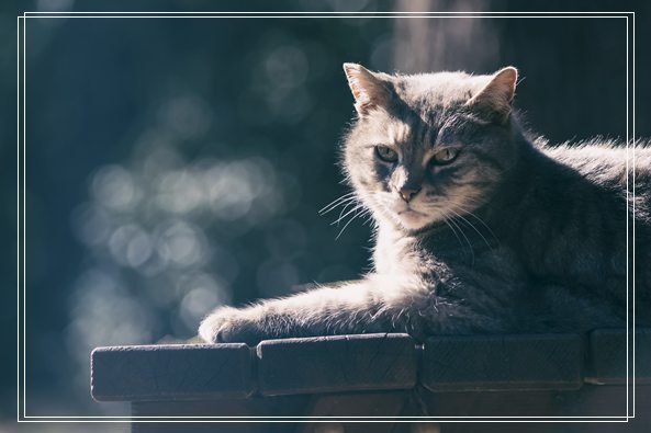 猫咪训练听话方法大全