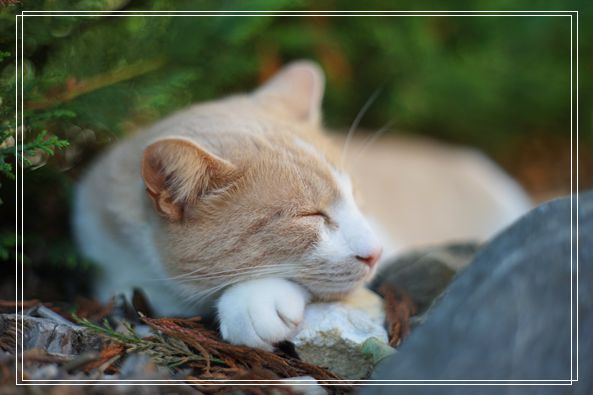 猫咪多久洗一次澡合适 所有猫的品种及图片
