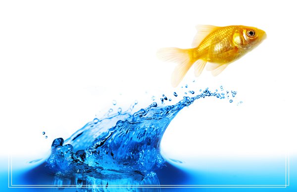 水族中生物石的选购及使用